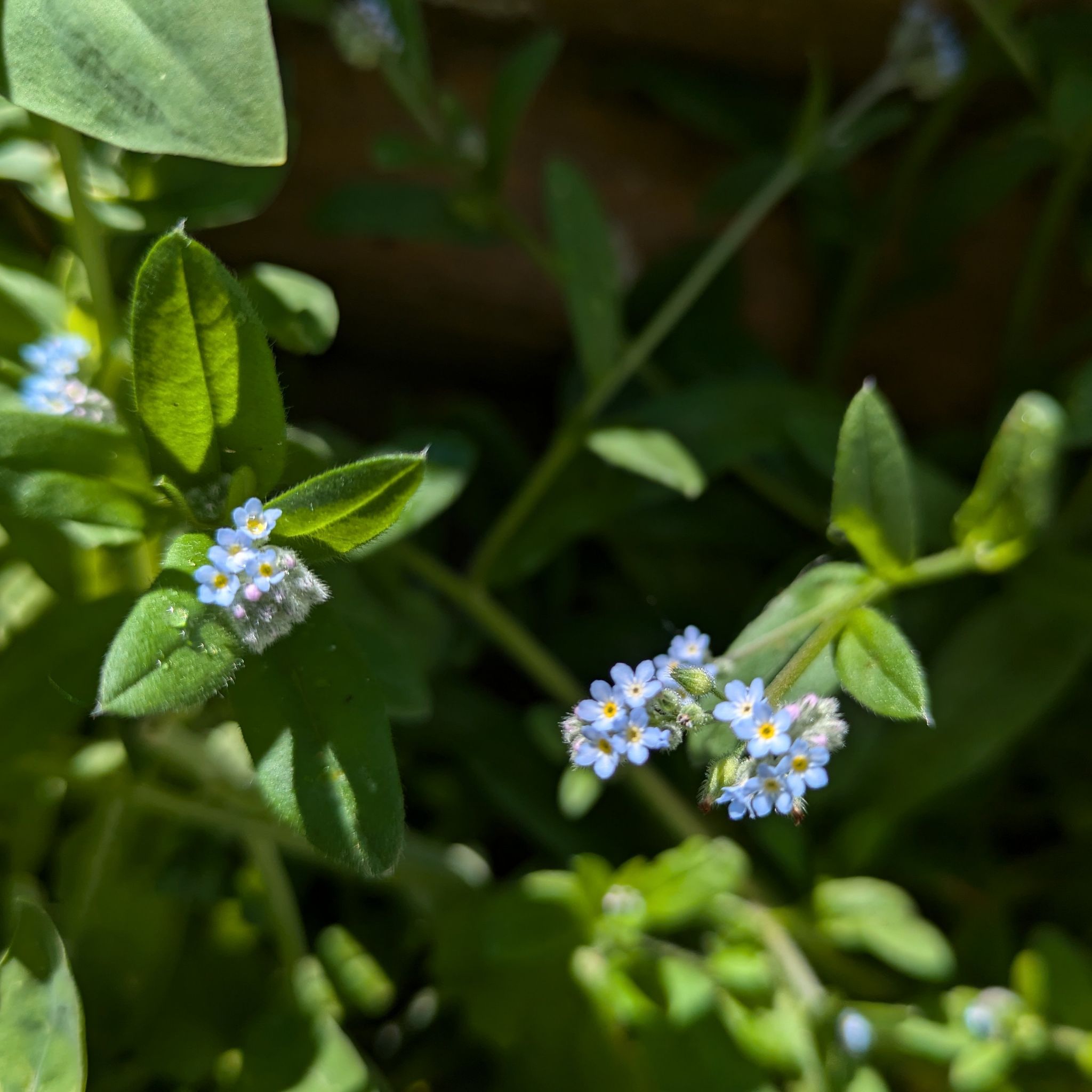 Photo of the plant species Field Forget-Me-Not by @ForestDwelling named Wild forget-me-not on Greg, the plant care app