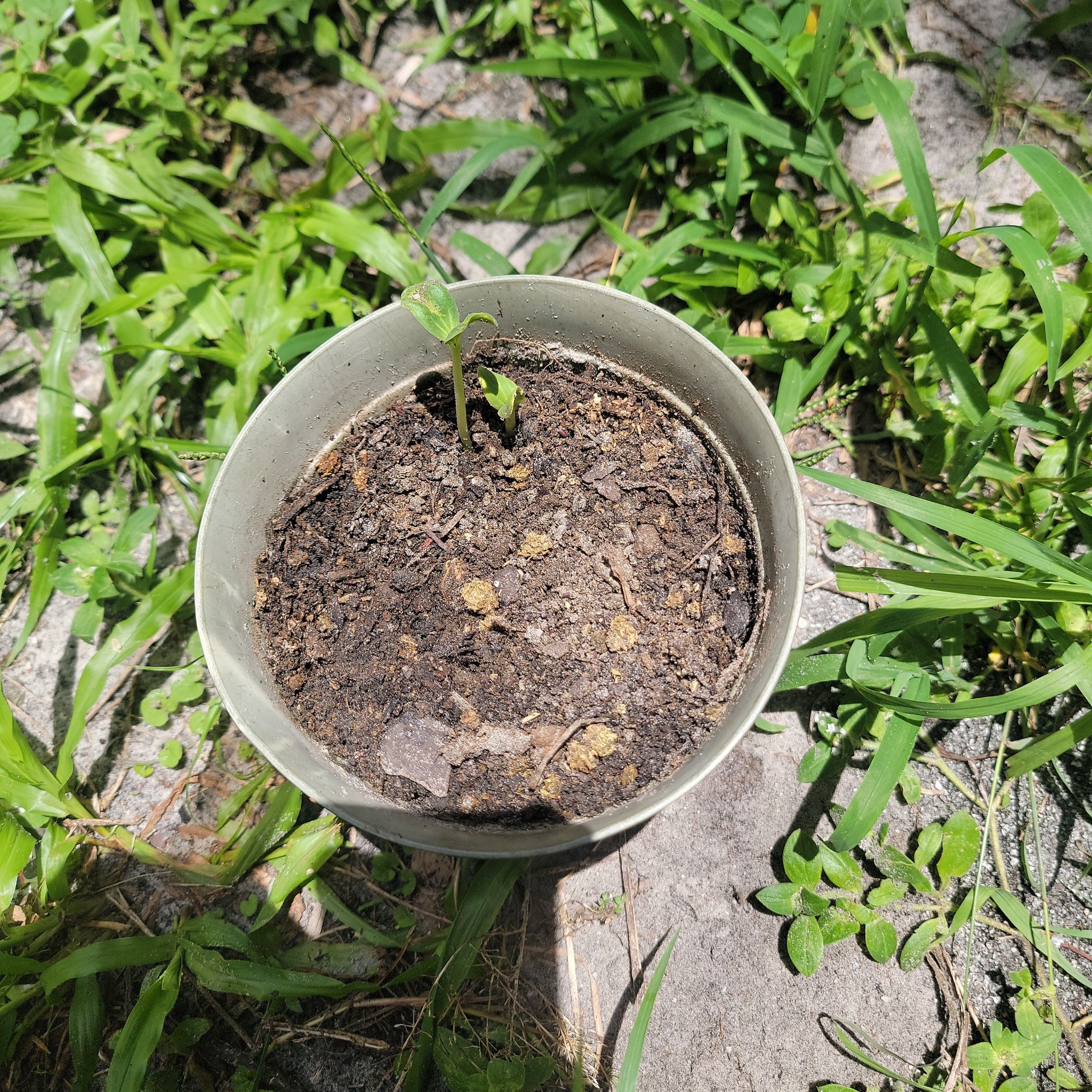 Photo of the plant species Jubilee Watermelon by @HeavenlyCoconut named Meterwa on Greg, the plant care app