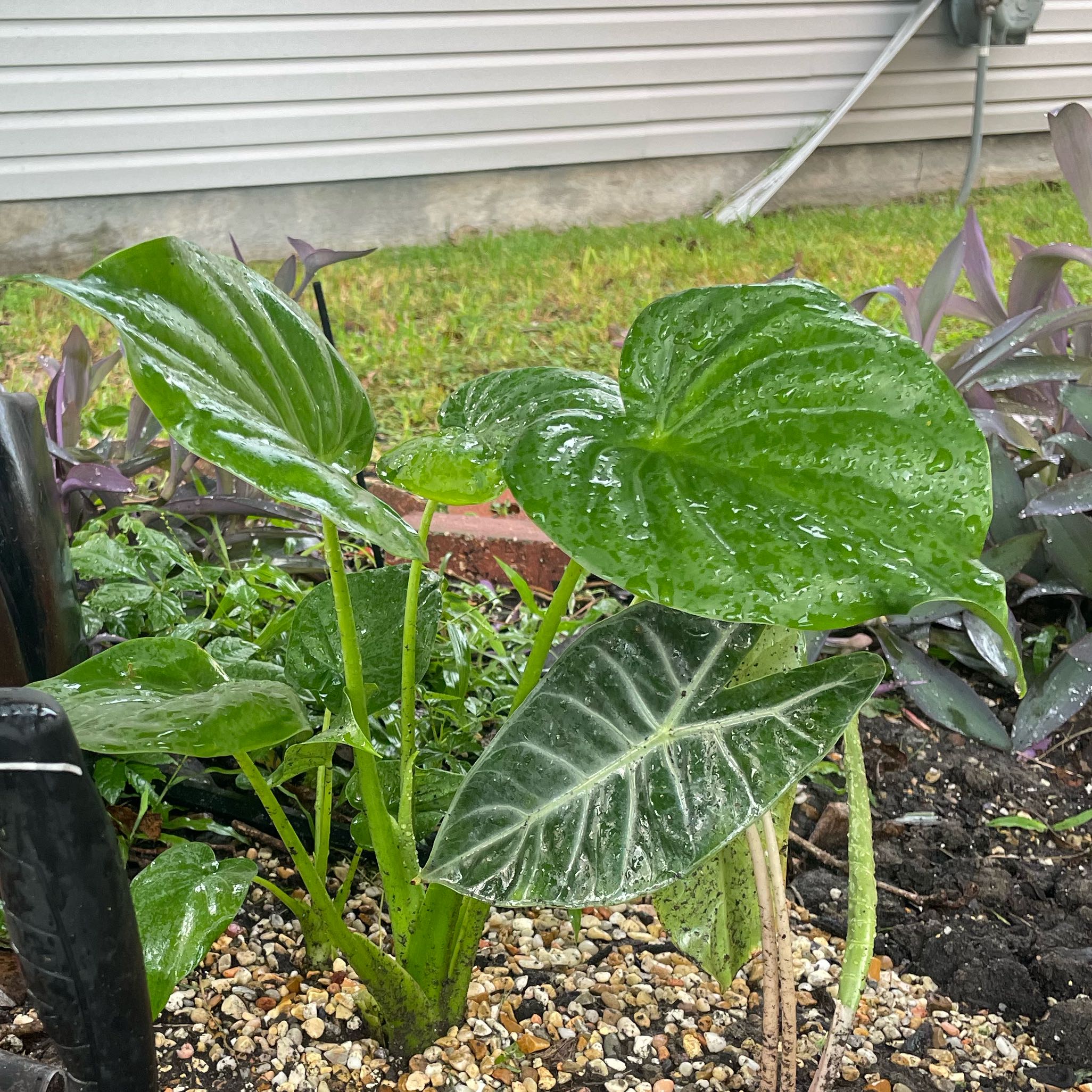 Photo of the plant species Buddha's Palm by @SpotonHogpeanut named Einstein on Greg, the plant care app