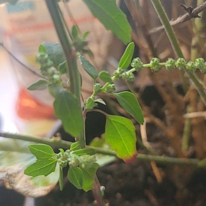 Photo of the plant species Lateflowering Goosefoot by @HumbleRosilla named da Vinci on Greg, the plant care app