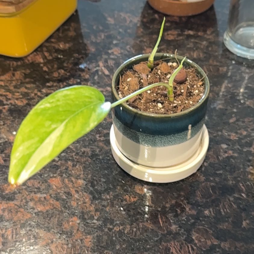 Photo of the plant species Albo Epipremnum Pinnatum by @PeerlessPrasium named Luna on Greg, the plant care app