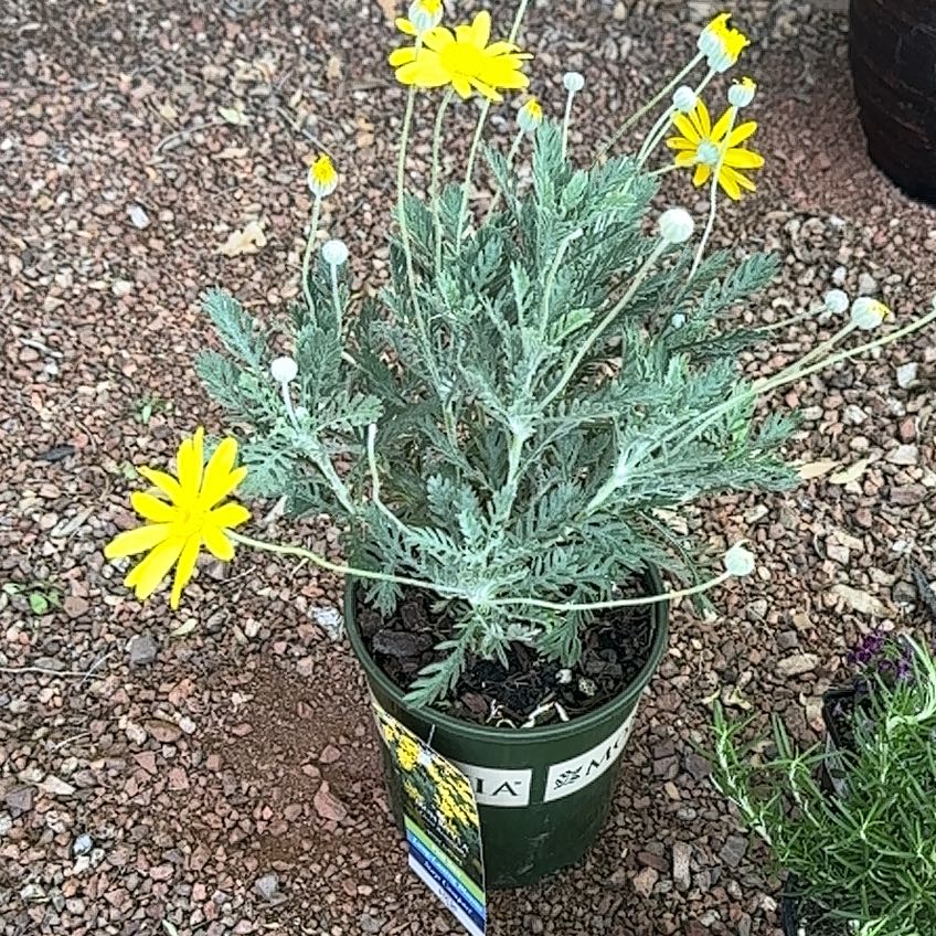 Photo of the plant species Golden daisy bush by @ZappyNeonpothos named James Dean on Greg, the plant care app