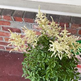 Photo of the plant species Fanal Astilbe by @AnewWhiterose named Lebron on Greg, the plant care app