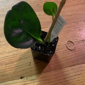 Photo of the plant species Pepperomia Maculosa by @Cutleafteasel named Luna on Greg, the plant care app