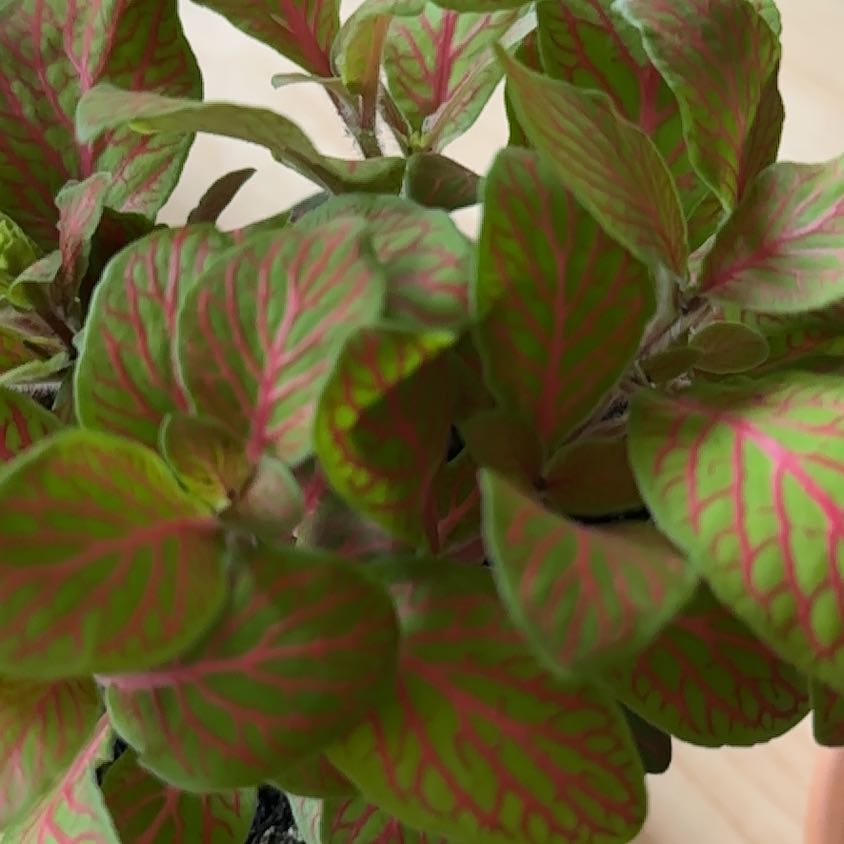 Photo of the plant species Nerve Plant Frankie by @EminentWodyetia named Sigmund on Greg, the plant care app