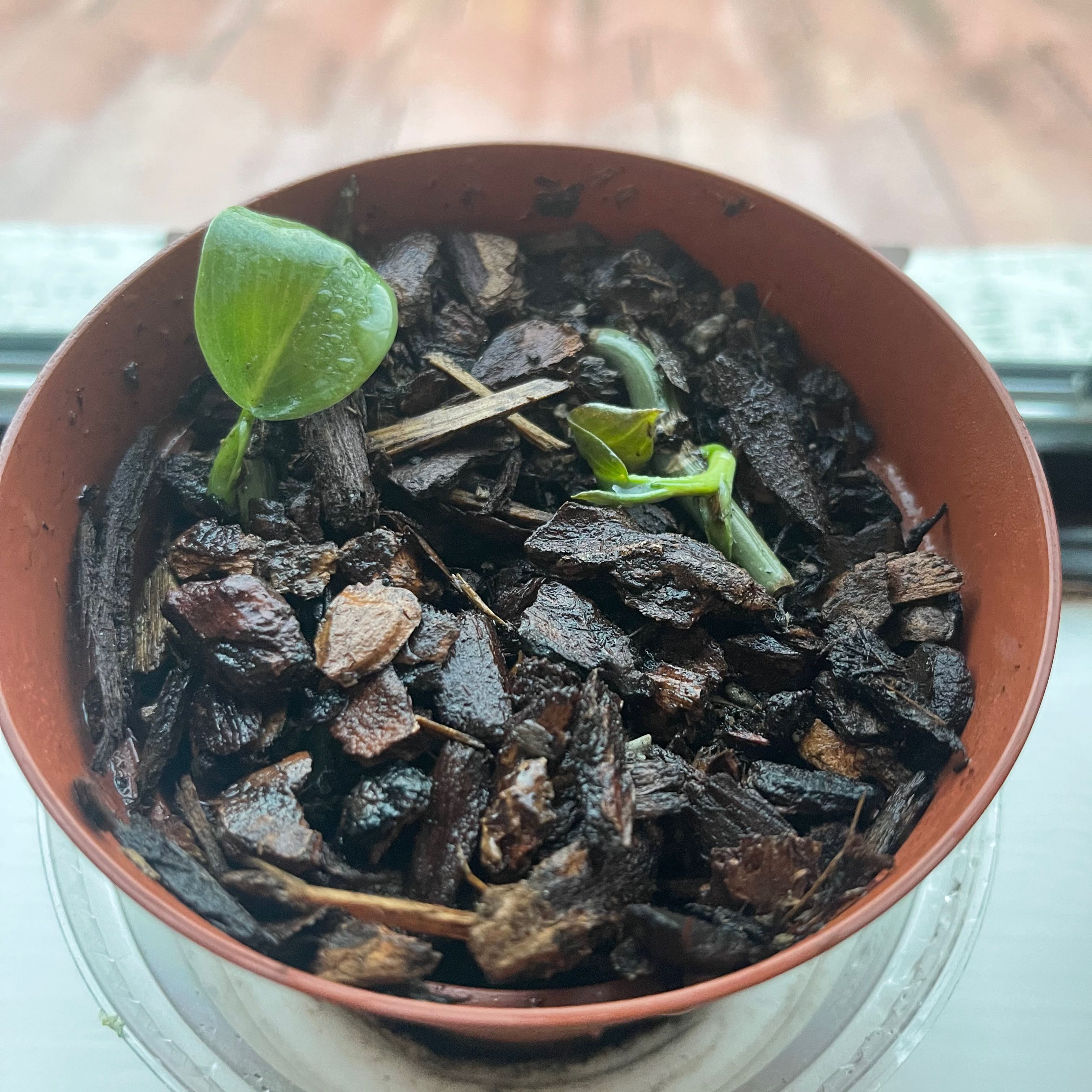 Small Philodendron gigas plant in a pot with bark-based soil, early growth stage.
