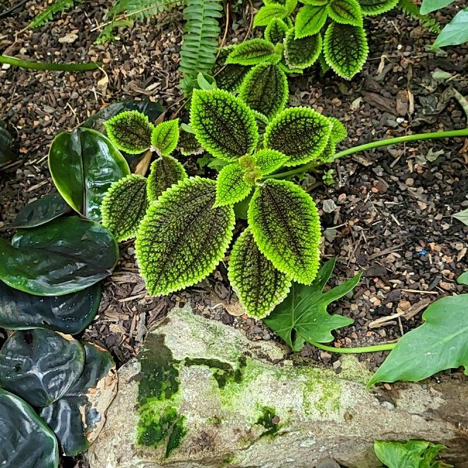 Photo of the plant species Northern Hollyfern by @LivelyDracopis named Homer on Greg, the plant care app