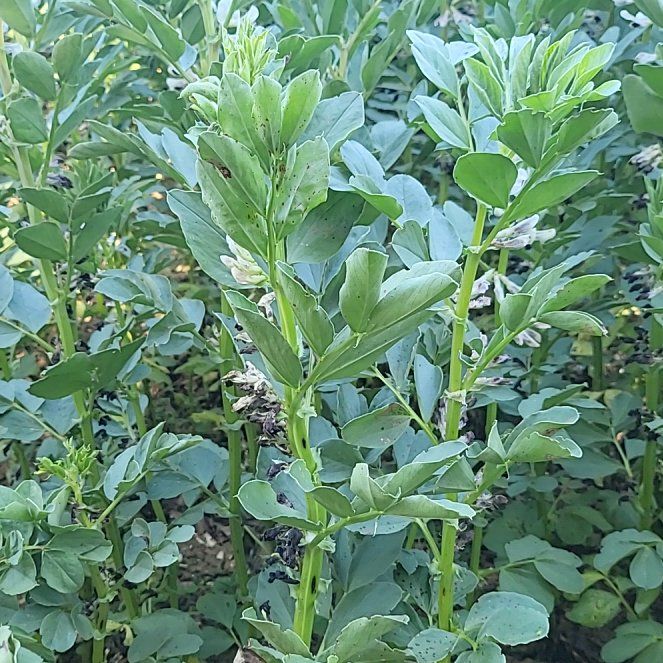Photo of the plant species Broad Bean by @LivelyDracopis named Forrest on Greg, the plant care app