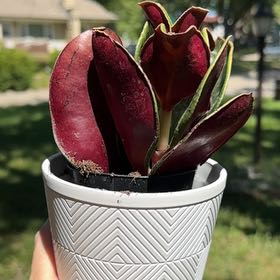 Photo of the plant species Pondo Cliff Crassula by @MaggieBinTopeka named Stella on Greg, the plant care app