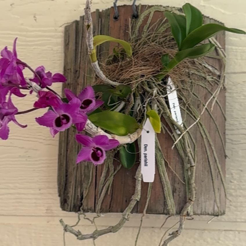 Photo of the plant species Parishii Alba Orchid by @JoyousZelkova named Cleopatra on Greg, the plant care app