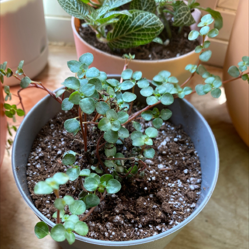 Trailing Jade plant in a pot with visible soil, appears healthy.