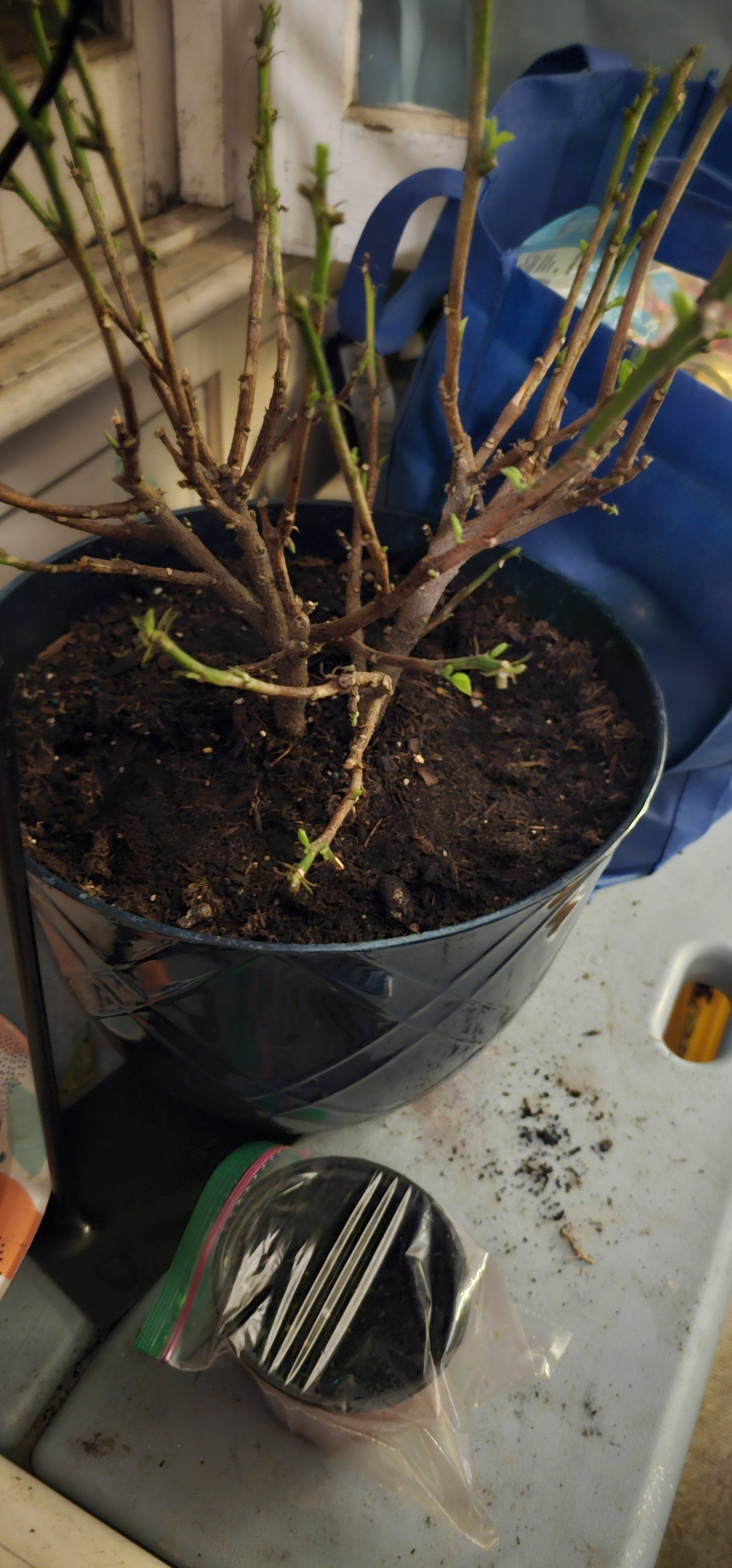 Photo of the plant species Hibiscus by @BuoyantCalathea named Aria on Greg, the plant care app