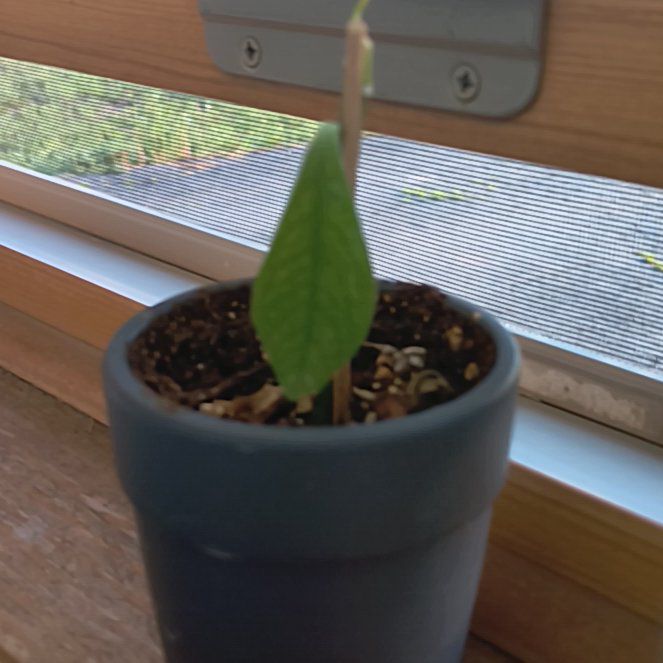 Photo of the plant species coca cola by @ModestWoreya named Oscar on Greg, the plant care app