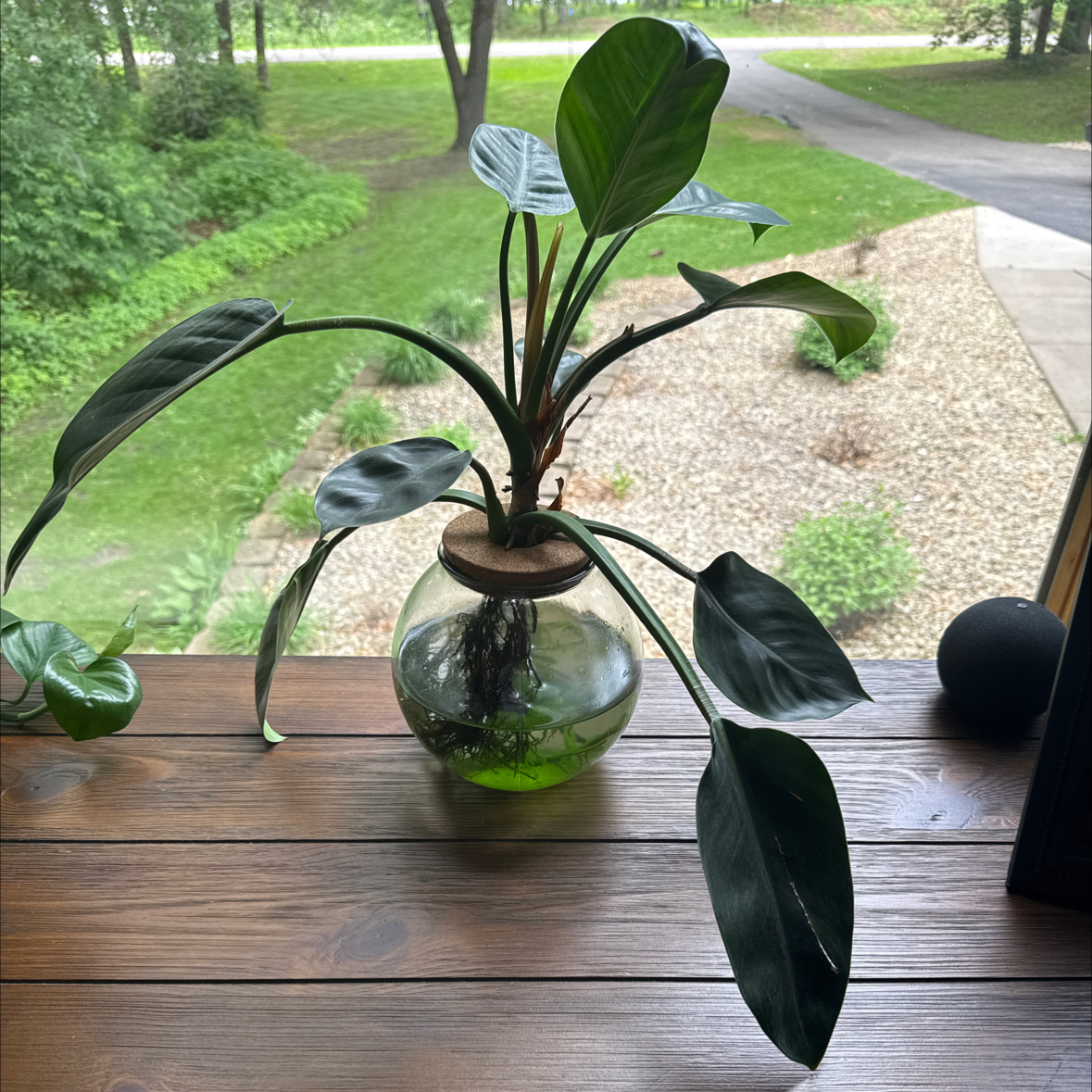 Photo of the plant species Green Diamond by @everlastinghoya named Marley on Greg, the plant care app