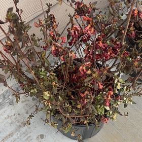 Photo of the plant species Azalea by @SleekSiamtulip named Achilles on Greg, the plant care app