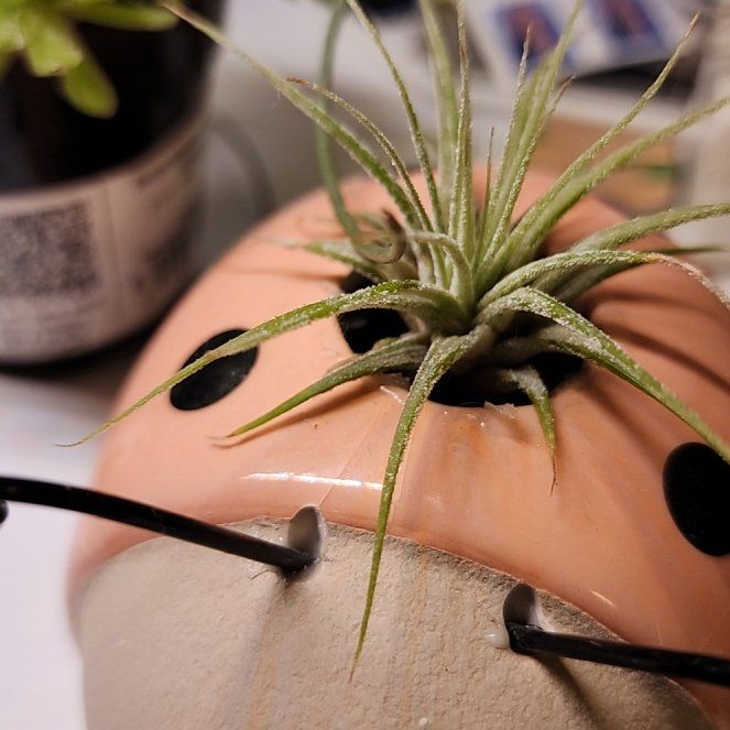 Photo of the plant species Tillandsia fuego by @SavvySweetsop21 named Airabella on Greg, the plant care app