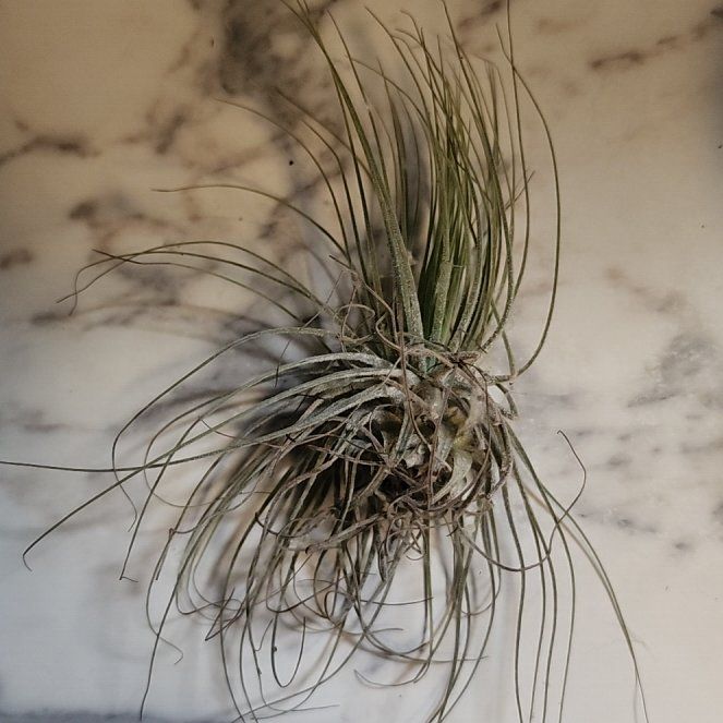 Photo of the plant species Tillandsia magnusiana Air Plant by @SavvySweetsop21 named Hemingway on Greg, the plant care app
