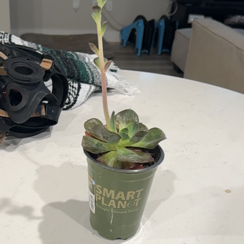 Photo of the plant species Echeveria 'Chameleon' by @CleanBeautystar named Oscar on Greg, the plant care app