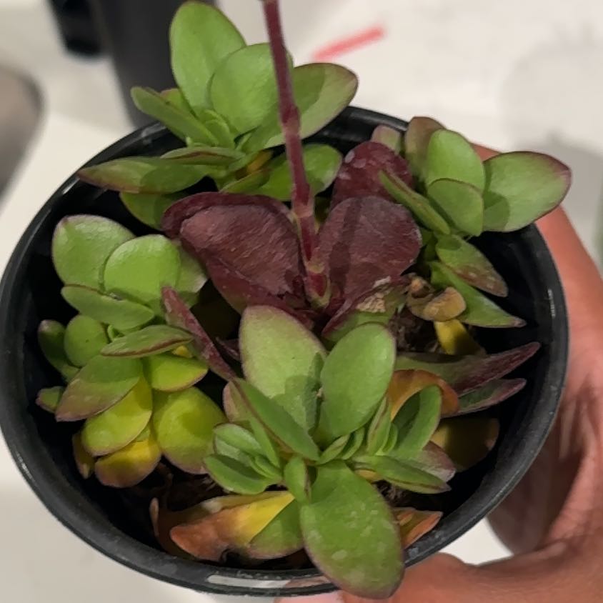 Photo of the plant species Crassula Platyphylla by @CleanBeautystar named Prince on Greg, the plant care app