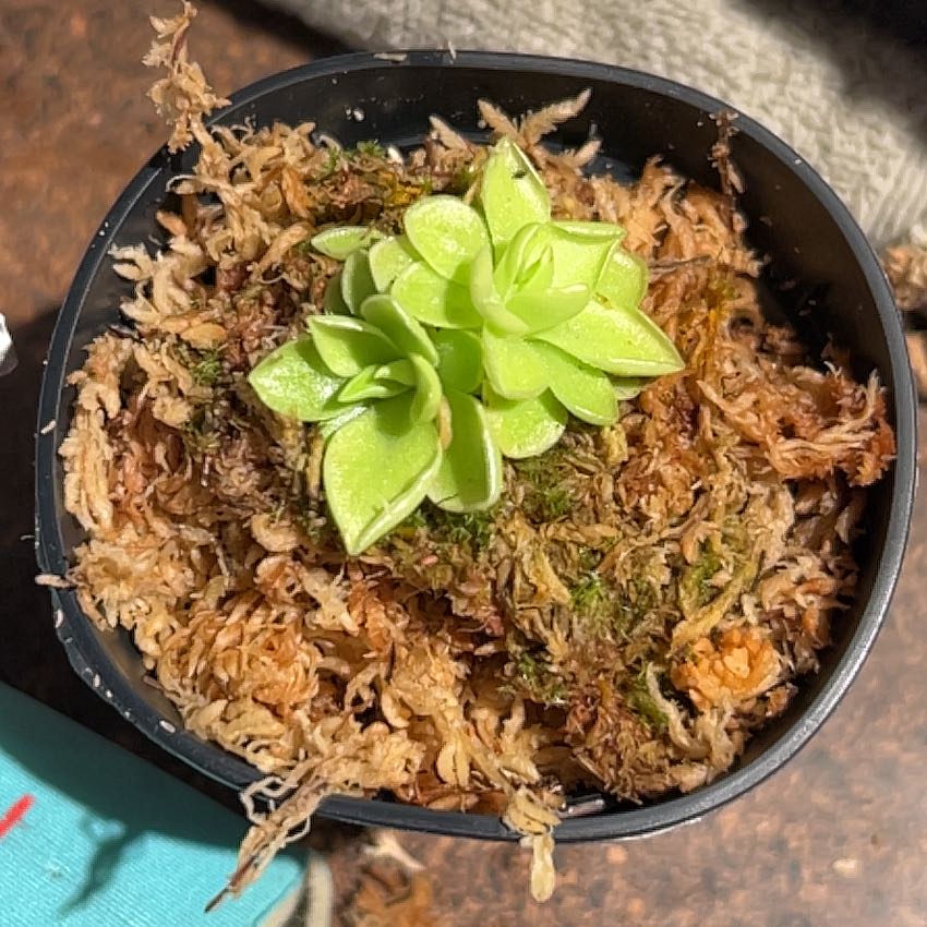 Photo of the plant species Common Butterwort by @SmartCanna named Audrey III on Greg, the plant care app