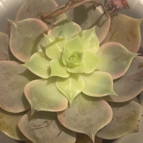 Photo of the plant species Succulent by @PureEverlasting named Xena on Greg, the plant care app