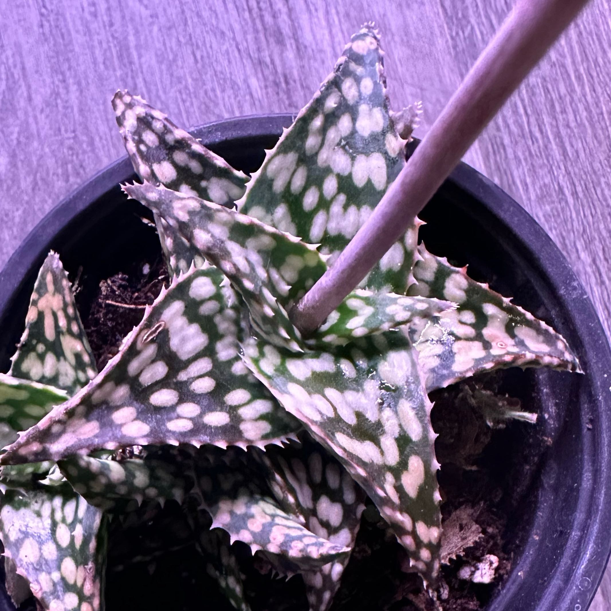 Photo of the plant species Aloe Snowstorm by @HipSpiralcactus named Harper on Greg, the plant care app