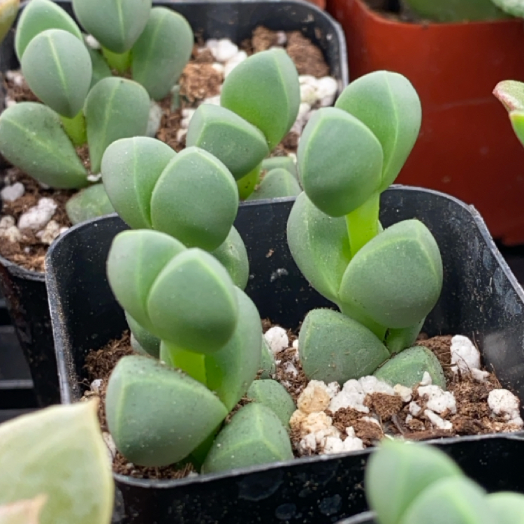 Photo of the plant species Assorted Corpuscularia by @AK_Moosie named Corrie on Greg, the plant care app