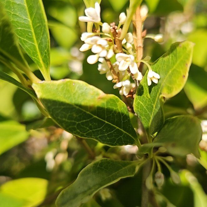 Photo of the plant species Sweet Olive by @HeirScholartree named Eva on Greg, the plant care app