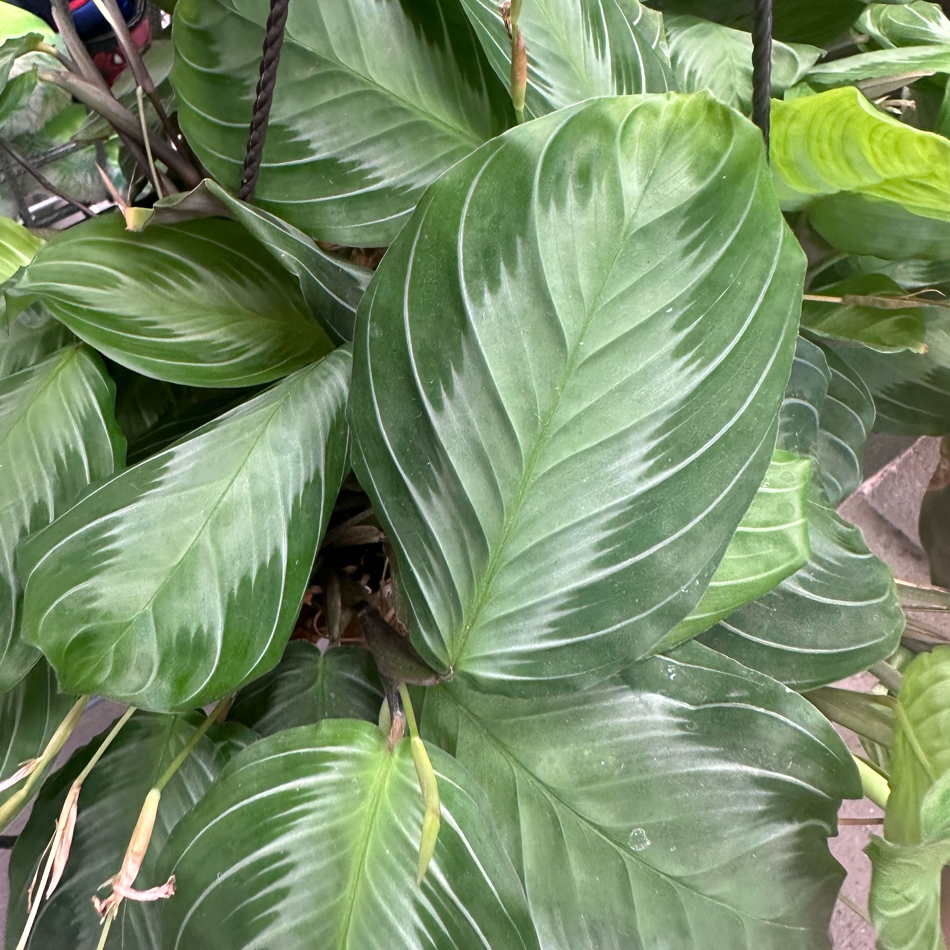 Photo of the plant species calathea by @PetBittersweet named Peacock on Greg, the plant care app