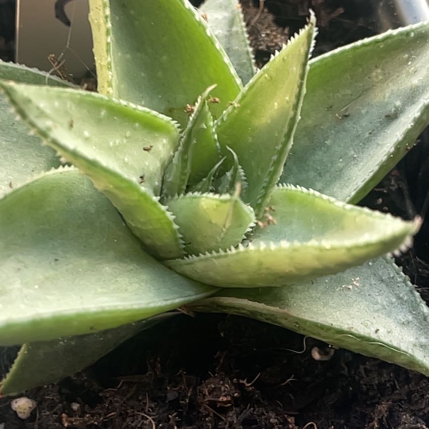 Photo of the plant species Haworthia 'Savanna' by @KeyRedhotpoker named Muhammad Ali on Greg, the plant care app
