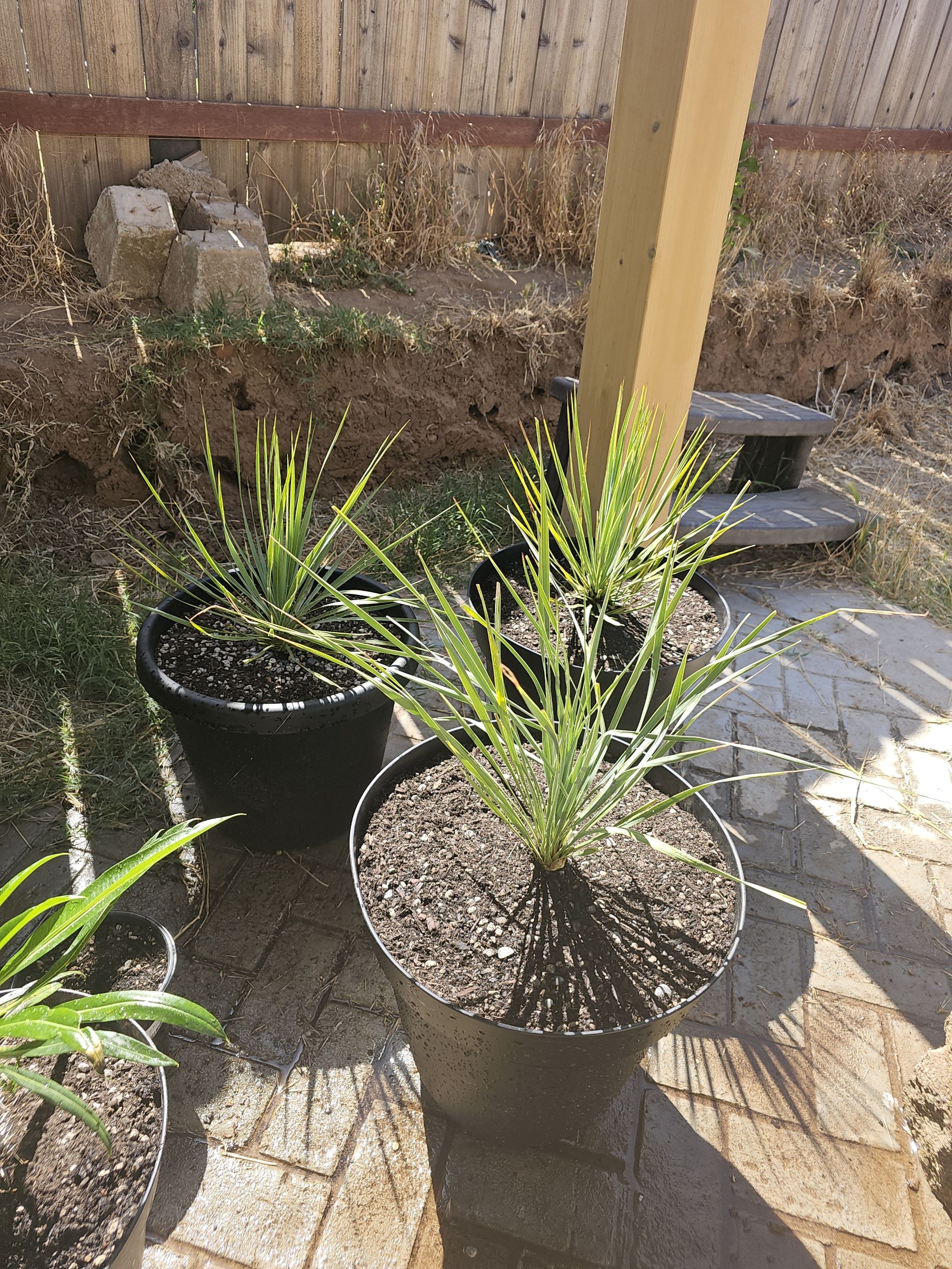 Photo of the plant species Beaked Yucca by @LushLambsear named Yucca Rostrata on Greg, the plant care app