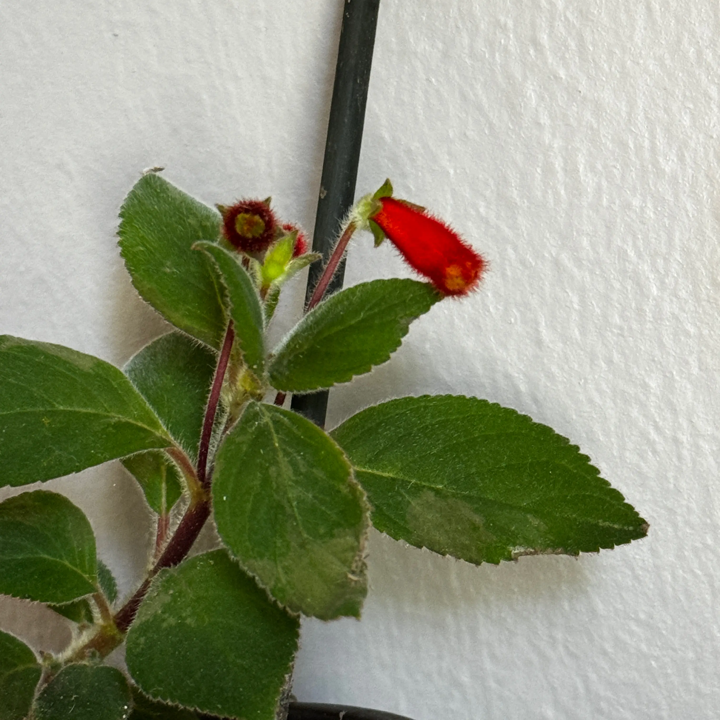 Photo of the plant species kohleria by @veganbutcher named Küpelii on Greg, the plant care app