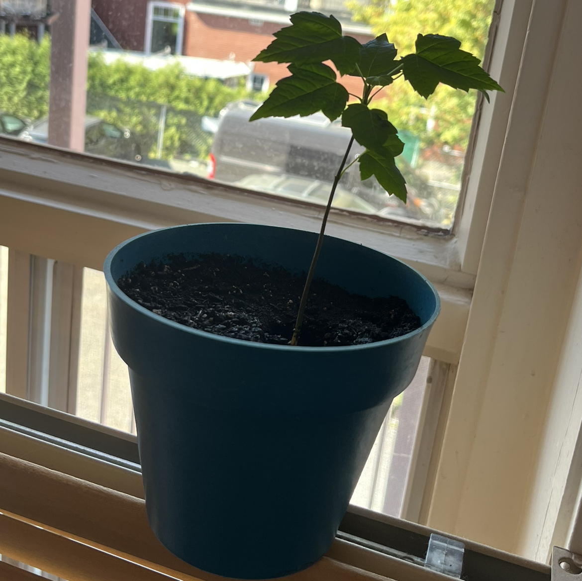 Young Silver Maple plant in a blue pot on a windowsill with green leaves.