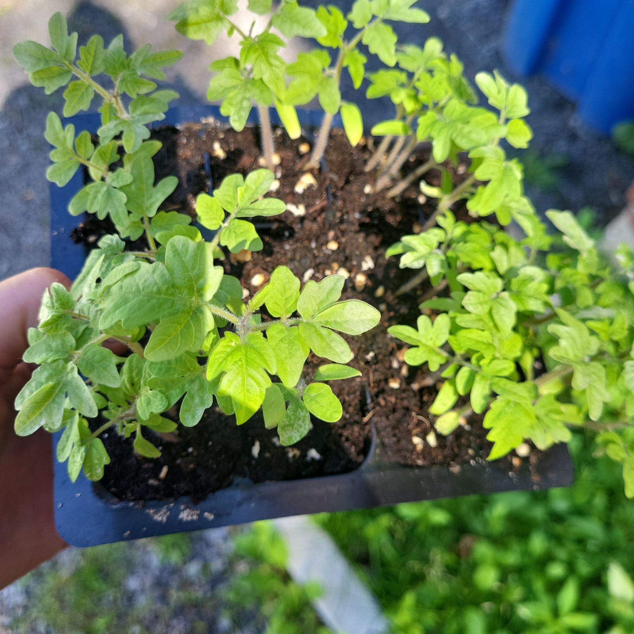 Photo of the plant species Narrowleaf Bittercress by @UpbeatDecodon named da Vinci on Greg, the plant care app