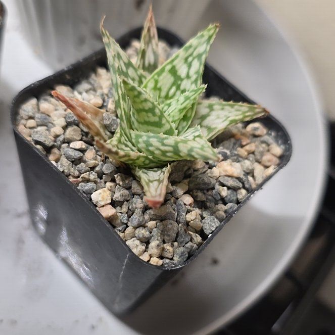 Photo of the plant species Red Neon Aloe Vera by @WingedJudastree named Figyonce on Greg, the plant care app