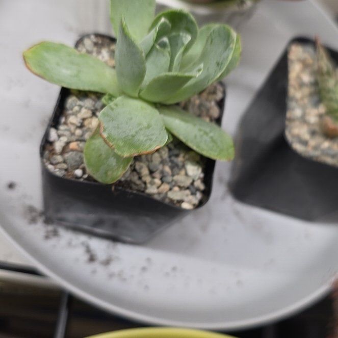 Photo of the plant species Mountain Roses by @WingedJudastree named Bruce Lee on Greg, the plant care app