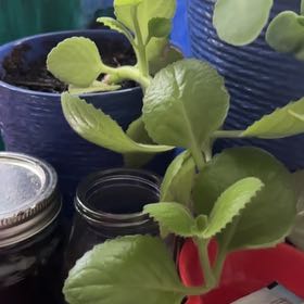 Photo of the plant species Spanish Thyme by @ProviderAgarito named Scarlett on Greg, the plant care app