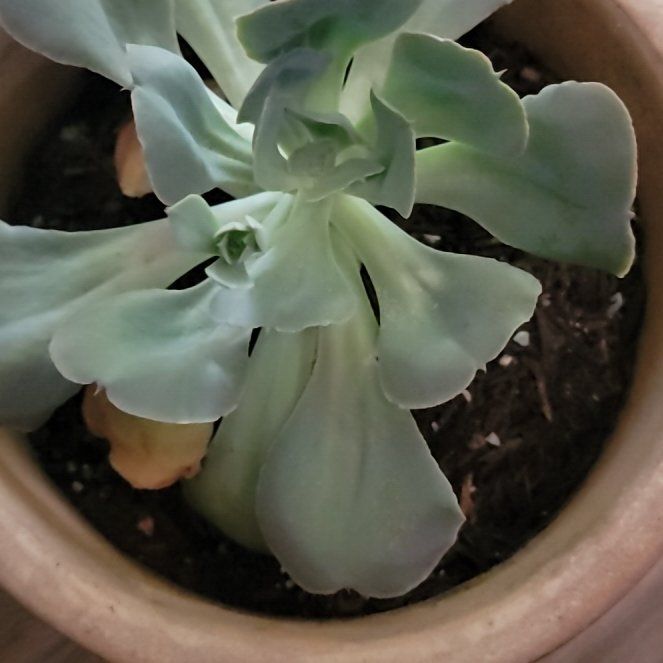 Photo of the plant species Echeveria 'Esmeralda' by @AbleCalamondino named Esmeralda on Greg, the plant care app