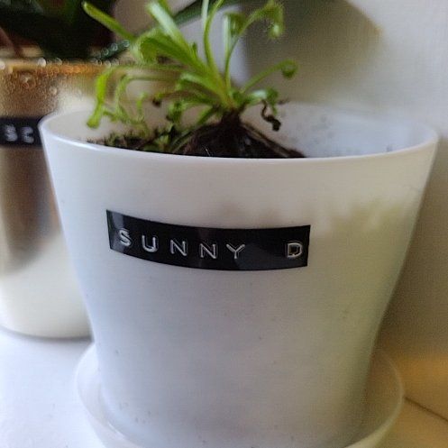 Photo of the plant species Sundew by @TidyJicaro named Sunny D on Greg, the plant care app