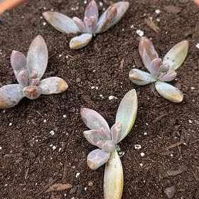 Plant care for Blue Candle on Greg, the plant care app