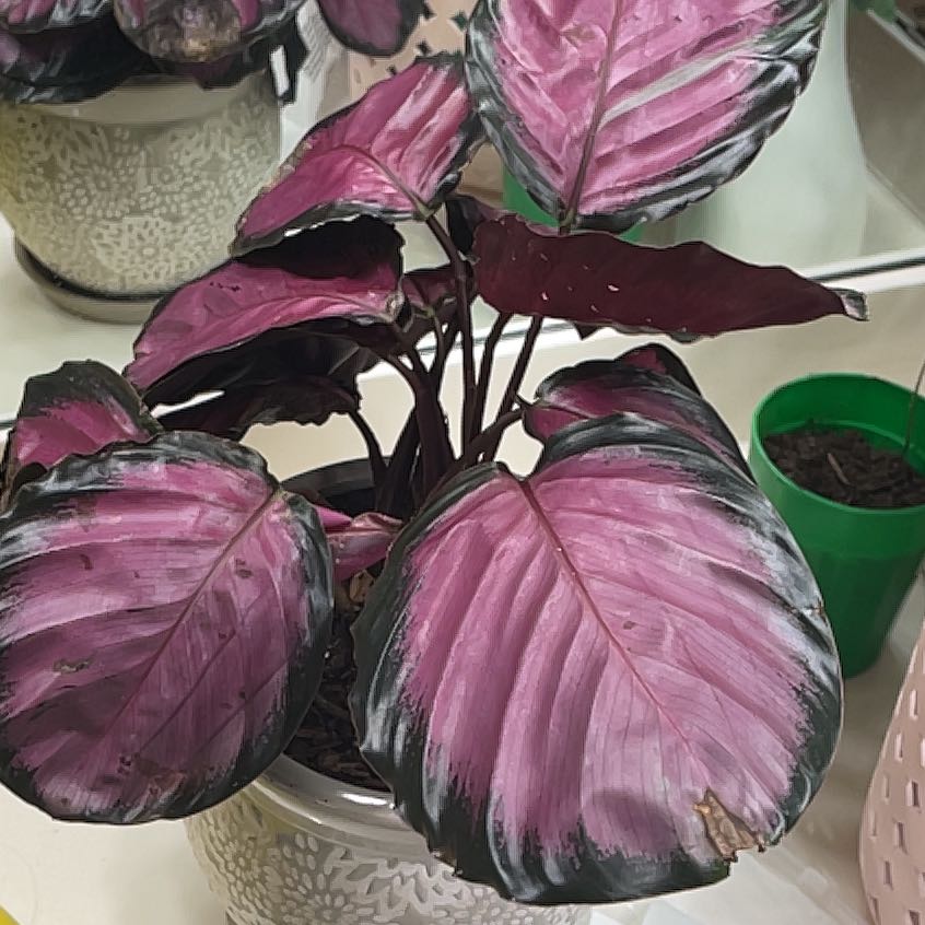 Photo of the plant species Calathea Rosy by @SisterRedclover named Cale on Greg, the plant care app