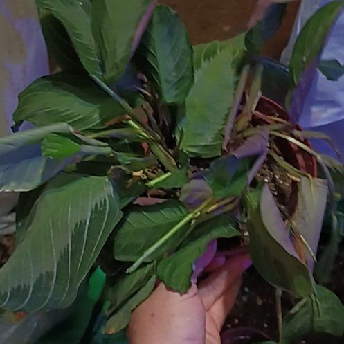 Photo of the plant species Calathea 'Corona' by @rhiannon89 named Sanders on Greg, the plant care app