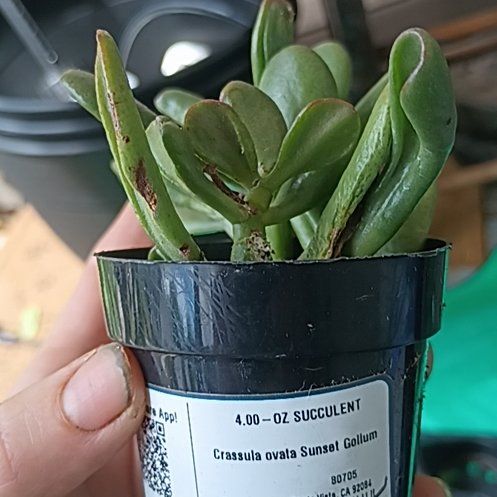 Photo of the plant species Sunset Gollum Jade by @rhiannon89 named Aria on Greg, the plant care app