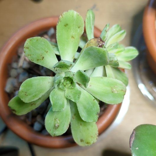 Photo of the plant species Aeonium castello-paivae variegata 'Suncup' by @RealWallflower named Anthony on Greg, the plant care app