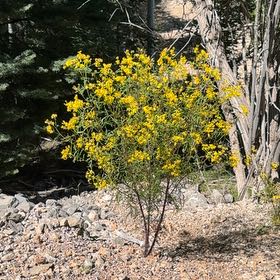 Photo of the plant species Spanish Broom by @UniqueHenbane named Rosa on Greg, the plant care app