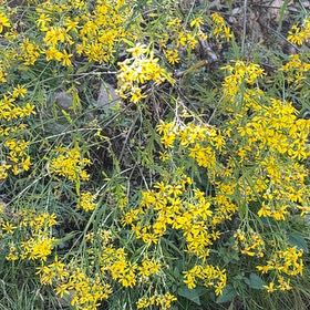 Photo of the plant species Senecio Jacobaea by @UniqueHenbane named Beckham on Greg, the plant care app