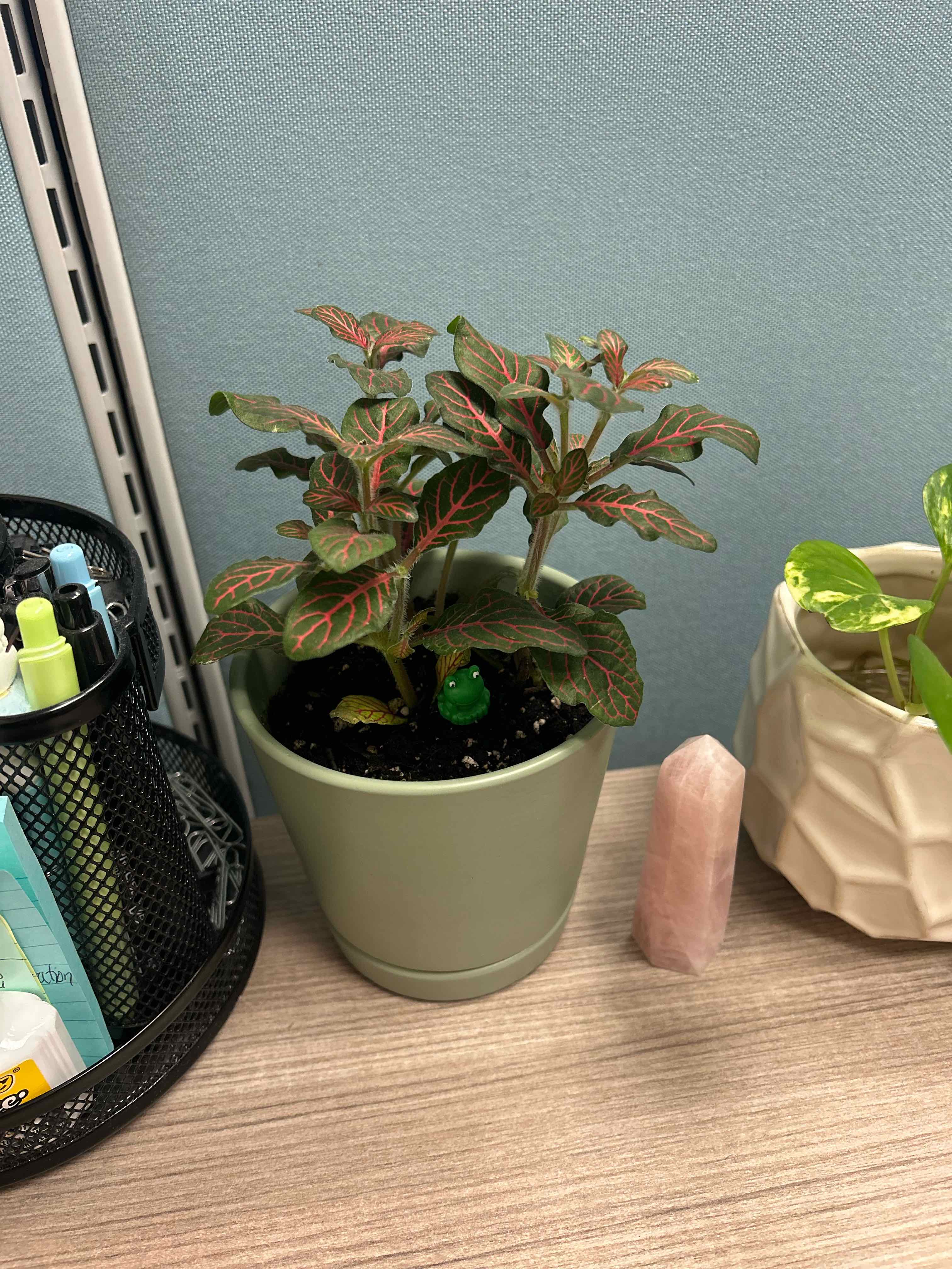 Photo of the plant species Red Anne Nerve Plant by @ZingLopsidedoat named Rosa on Greg, the plant care app