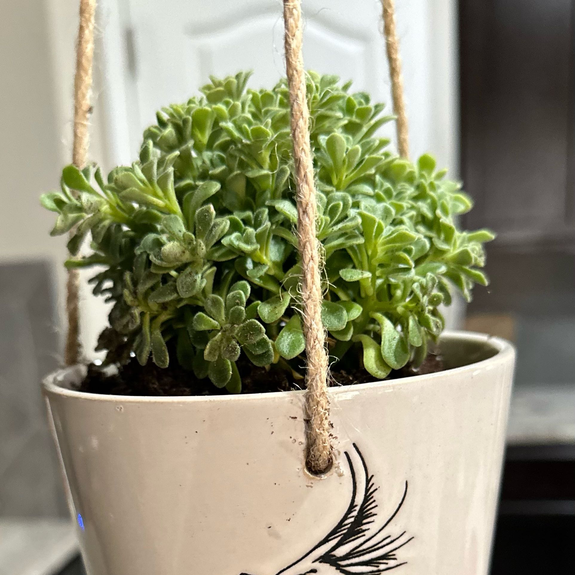 Photo of the plant species Irish Bouquet by @AbleThicketbean named Marilyn on Greg, the plant care app