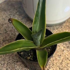 Photo of the plant species Agave celsii 'Multicolor' by @EducatedBroom named Peter Parker on Greg, the plant care app