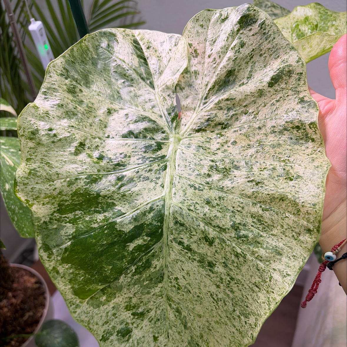 Photo of the plant species Alocasia Camo by @genesisvaldezho named Lolita on Greg, the plant care app